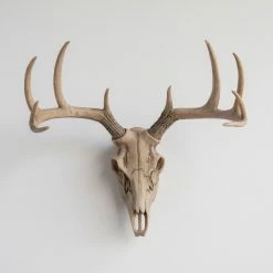 Discount 🌟 Near And Deer Deer Skull Wall Mount, Realistic 🤩