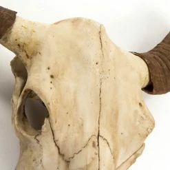 Coupon 🎁 Zentique, Inc. Bull Skull Wall Decor ✔️ -Cheap wall decor Store 1bb194ec0bbd0afc 7345 w800 h800 b0 p0