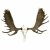 Top 10 ✔️ Cast Horn Designs European Alaskan Moose Mount ⌛ -Cheap wall decor Store 30615d9c0ae0e54a 2448 w800 h800 b1 p0