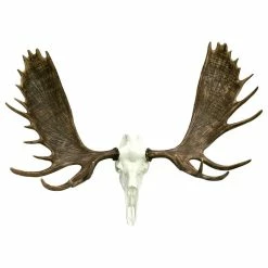 Top 10 ✔️ Cast Horn Designs European Alaskan Moose Mount ⌛