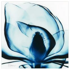 Wholesale ⌛ Empire Art Direct Blue Magnolia X-Ray Flower Wall Art Frameless Free Floating Tempered Glass Panel ⌛ 17 Wholesale ⌛ Empire Art Direct Blue Magnolia X-Ray Flower Wall Art Frameless Free Floating Tempered Glass Panel ⌛ -Cheap wall decor Store 40a168620163de8c 5233 w800 h800 b1 p0