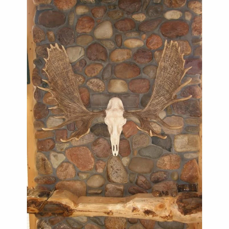 Top 10 ✔️ Cast Horn Designs European Alaskan Moose Mount ⌛ 5 Top 10 ✔️ Cast Horn Designs European Alaskan Moose Mount ⌛ - Image 3