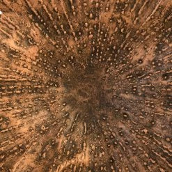 Buy ❤️ Phillips Collection Lotus Wall Art, Copper/Black, Small 😉 -Cheap wall decor Store 92413b800f2209b5 9752 w800 h800 b0 p0