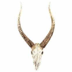 Outlet 🔔 Zentique, Inc. Goat Skull Wall Decor ✔️