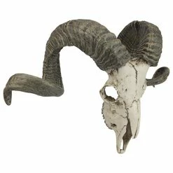 Best Sale 🌟 Design Toscano Corsican Resin Ram Skull And Horns Wall Trophy 🔥 -Cheap wall decor Store c1a112540f51355a 6882 w800 h800 b1 p0
