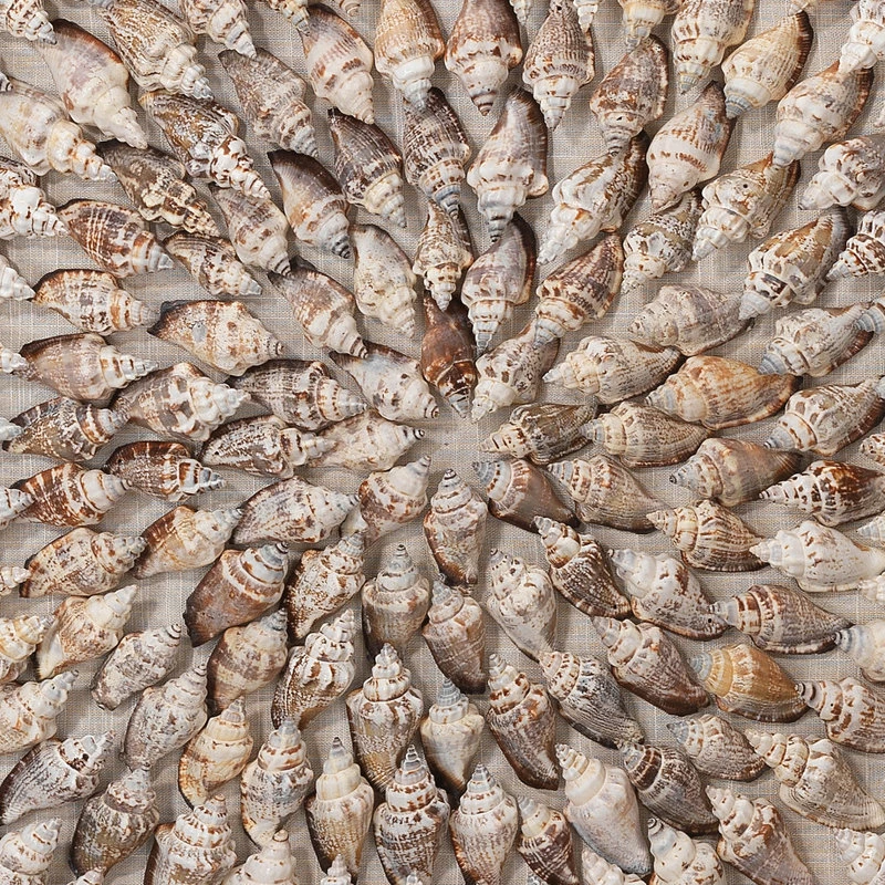 Coupon 🥰 Jamie Young Company Coastal Style Beige Conch Shells Riviera Framed Wall Art 🤩 6 Coupon 🥰 Jamie Young Company Coastal Style Beige Conch Shells Riviera Framed Wall Art 🤩 - Image 4