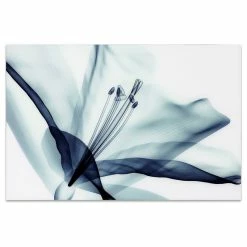 Outlet 😍 Empire Art Direct Amaryllis Glass Wall Art Frameless Free Floating Tempered Glass Print 32x48 👏