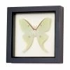 Best reviews of 👏 Bug Under Glass Framed Luna Moth Shadowbox Display 👏 -Cheap wall decor Store fde1a7fe04e7ac2e 1102 w800 h800 b1 p0