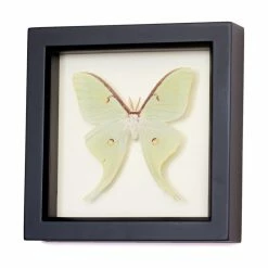 Best reviews of 👏 Bug Under Glass Framed Luna Moth Shadowbox Display 👏